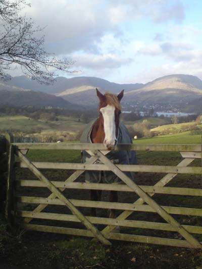 Jack the Lake District Horse